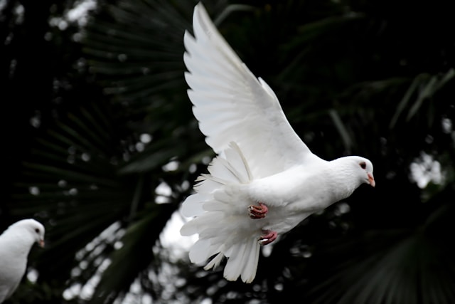 Holy Spirit representation with a dove